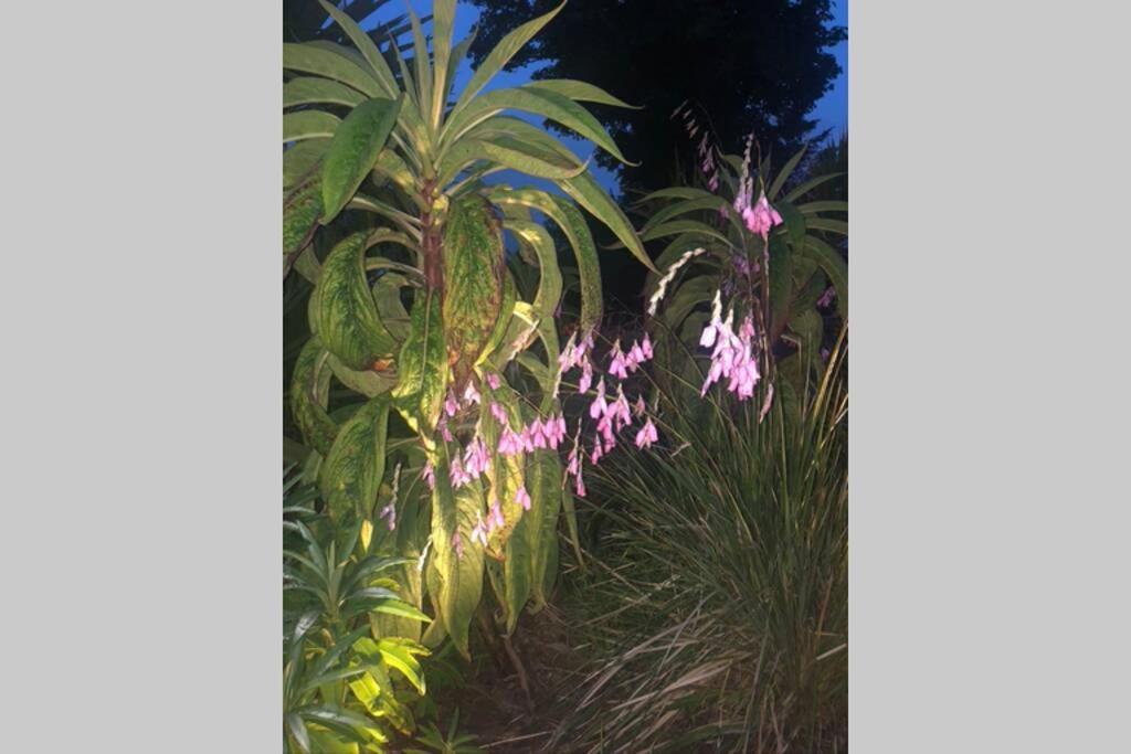 The Pink Cottage Upstairs Suite & Garden Summer Room Whitehead 外观 照片